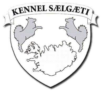 Kennel Sælgæti - Opdræt af Islandske Fårehunde